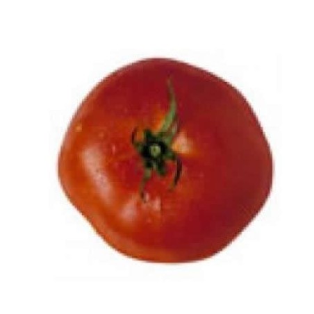 TOMATE CASTELLANO ROZABELLA BANDEJA 12 PLANTONES
