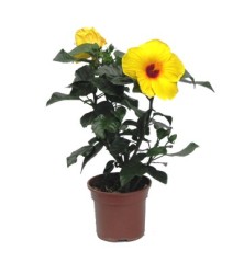 HIBISCUS COLECCION MACETA 19CM COLORES VARIADOS