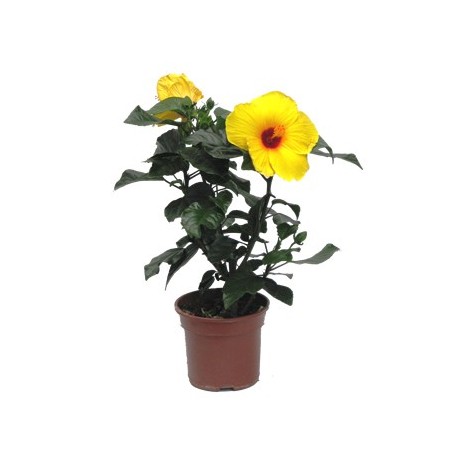 HIBISCUS COLECCION MACETA 19CM COLORES VARIADOS