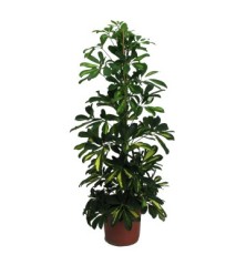 SCHEFFLERA GOLD CAPELLA ALTURA 90CM MACETA 17CM