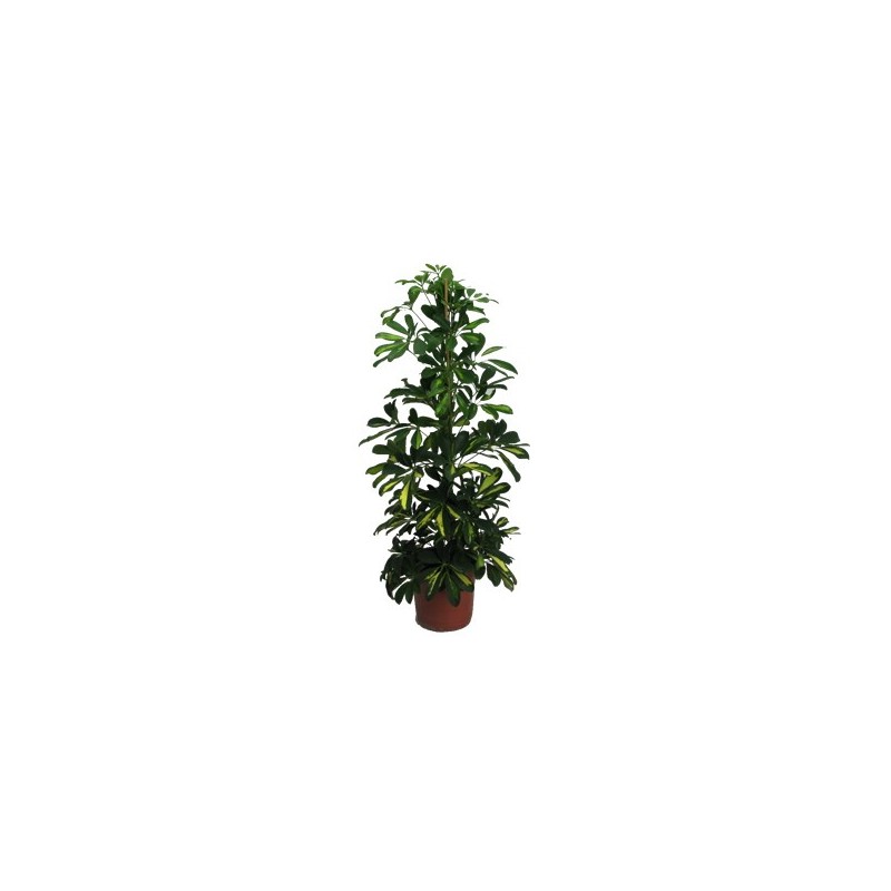SCHEFFLERA GOLD CAPELLA ALTURA 90CM MACETA 17CM