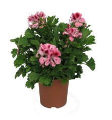 GERANIO GRANDIFLORA PELARGONIO MACETA 15CM