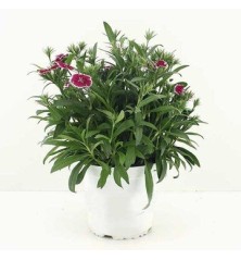 CLAVEL CHINENSIS TELSTAR MACETA 15CM MIX