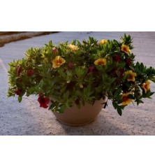 COMPOSICION CALIBRACHOA TARRINA 3,6L