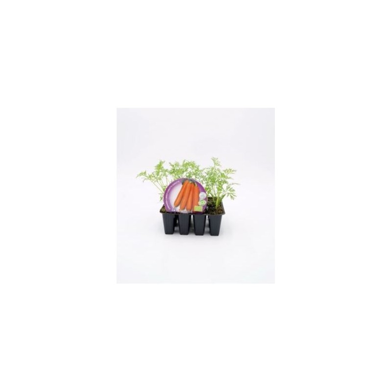 ZANAHORIA PRODUCTO NATURAL 12 PLANTONES