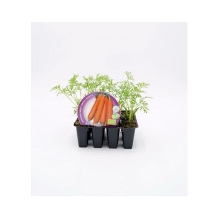 ZANAHORIA PRODUCTO NATURAL 12 PLANTONES