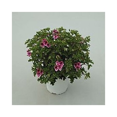 GERANIO RANDI MACETA 15CM