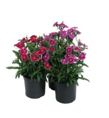 CLAVEL CHINENSIS TELSTAR MACETA11CM