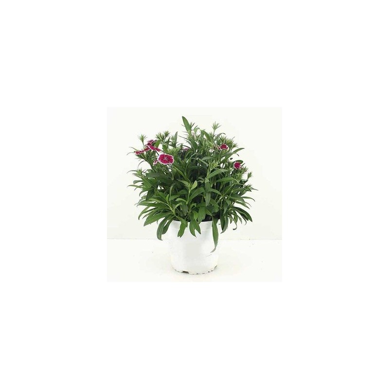 CLAVEL CHINENSIS TELSTAR MACETA 15CM MIX