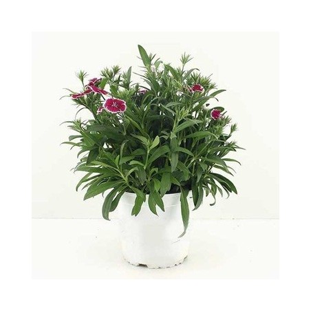 CLAVEL CHINENSIS TELSTAR MACETA 15CM MIX