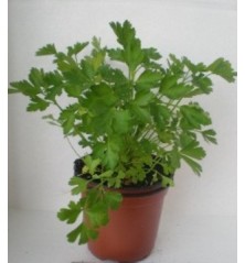 PEREJIL ECOLOGICO MACETA 11CM