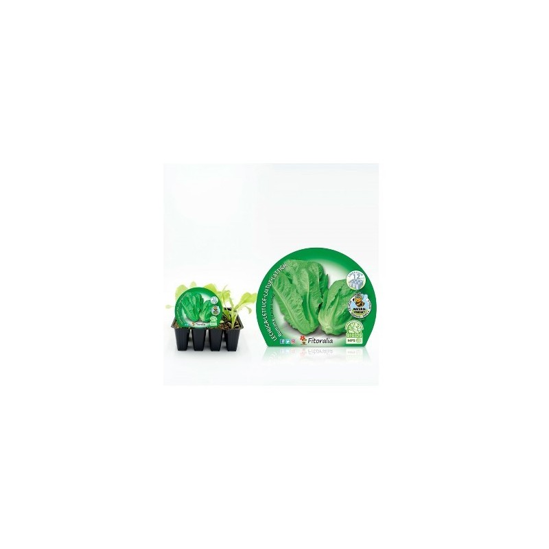 LECHUGA ROMANA PRODUCTO NATURAL 12 PLANTONES