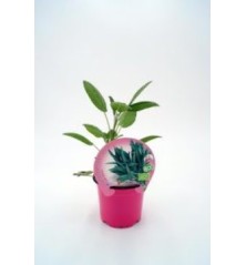 SALVIA PRODUCTO NATURAL MACETA 10,5CM
