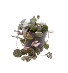 CEROPEGIA WOODII MINI MACETA 8,5CM
