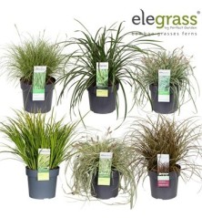 GRAMINEAS MIX ALTO 20-25Y MACETA 14CM