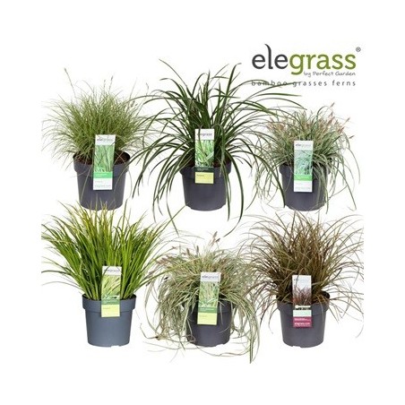 GRAMINEAS MIX ALTO 20-25Y MACETA 14CM