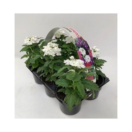 VERBENA PACK DE 6UDS