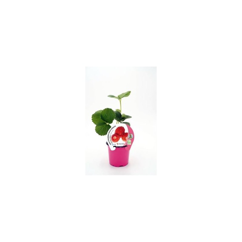 FRESA REINA D LOS VALLES PRODUCTO NATURAL  M10,5CM