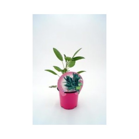 SALVIA PRODUCTO NATURAL MACETA 10,5CM