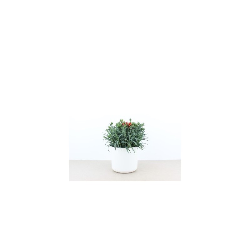 CLAVEL CARNELIA MACETA 12CM