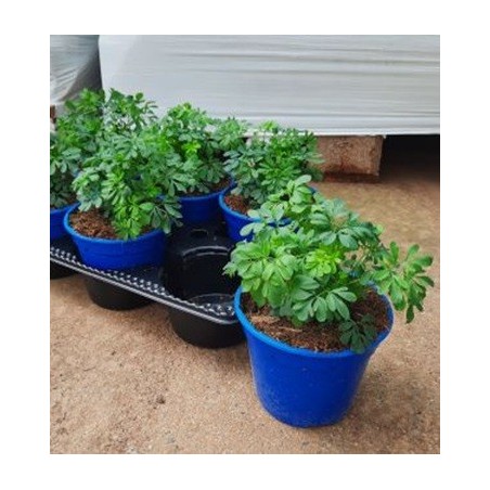 RUDA PRODUCTO NATURAL MACETA 14CM