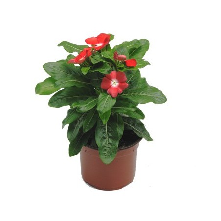 VINCA DE FLOR MACETA 12CM