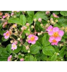 FRESA MACETA 14CM