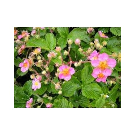 FRESA MACETA 14CM