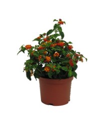 LANTANA CAMARA MACETA 15CM