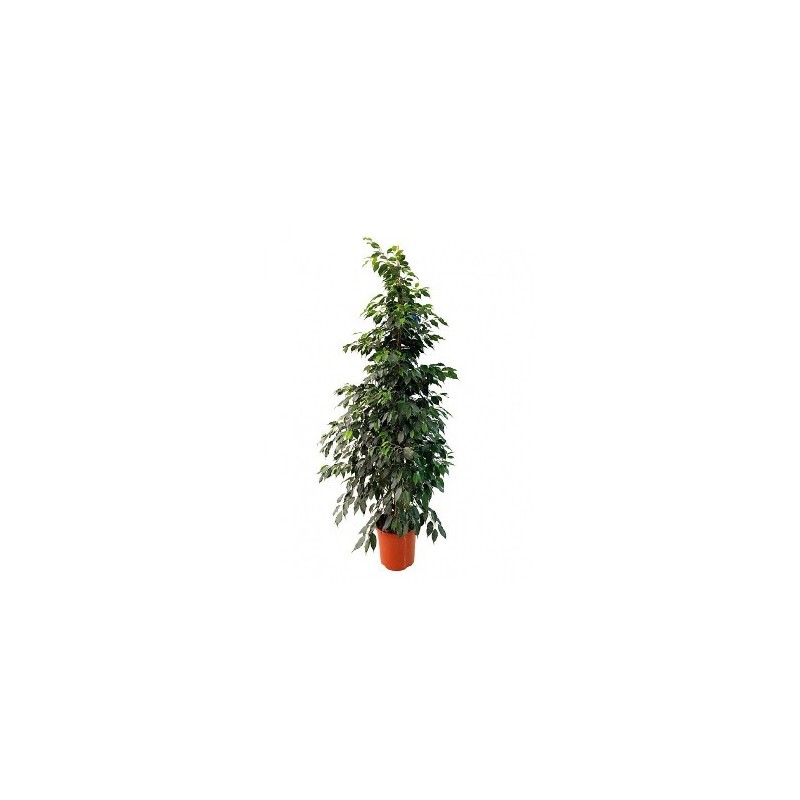 FICUS DANIELLE ALTURA 120CM Y MACETA 20CM
