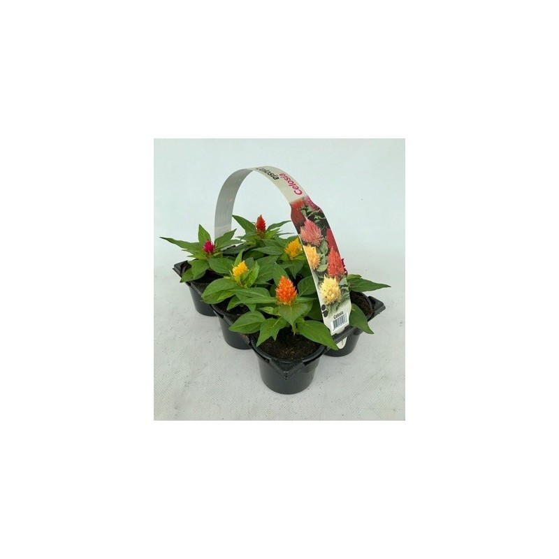 CELOSIA PACK 6UDS