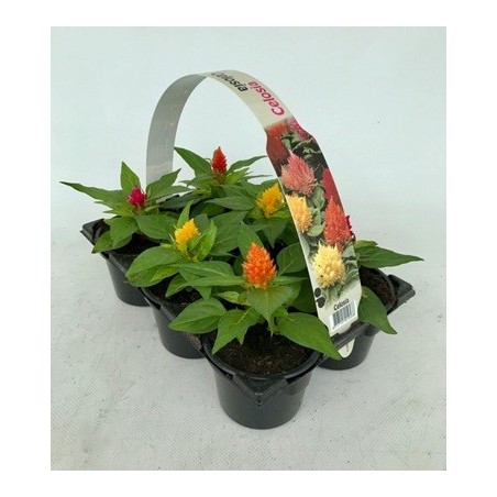 CELOSIA PACK 6UDS