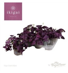 OXALIS MIJKE/TRIANGULARIS MIX MACETA 12CM
