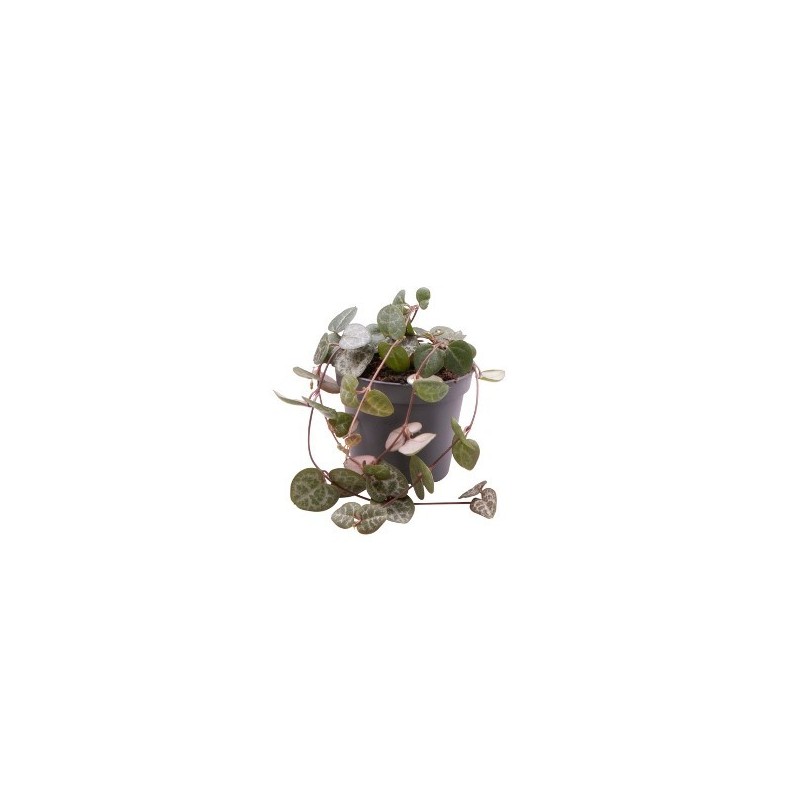 CEROPEGIA WOODII MINI MACETA 8,5CM
