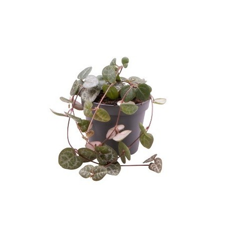 CEROPEGIA WOODII MINI MACETA 8,5CM