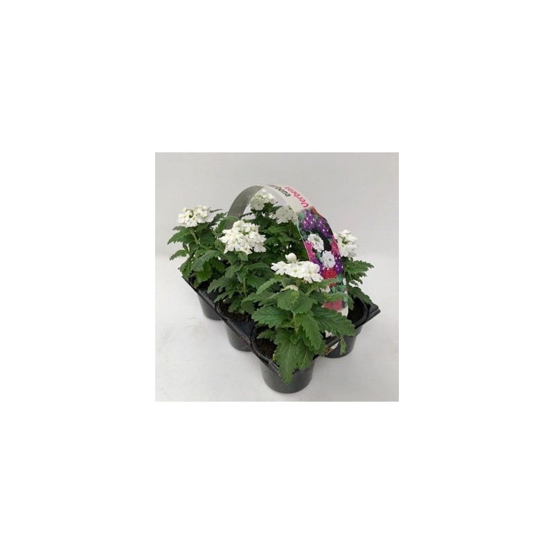 VERBENA PACK DE 6UDS