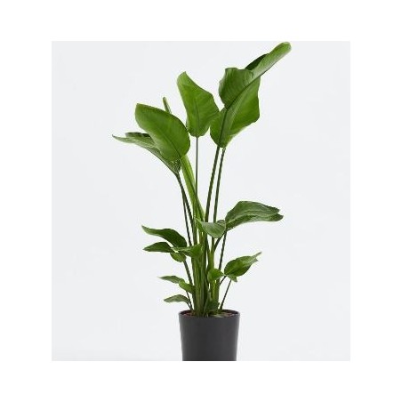 STRELITZIA AUGUSTA ALTO 60/80CM Y MACETA 20CM