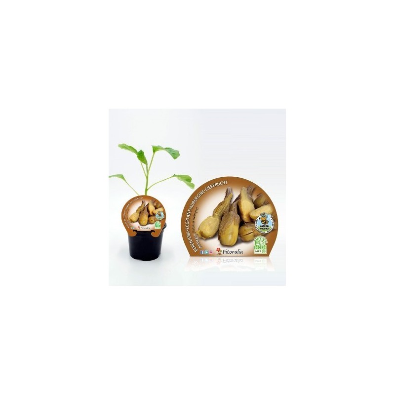 BERENJENA ALMAGRO PRODUCTO NATURAL MACETA 10,5CM