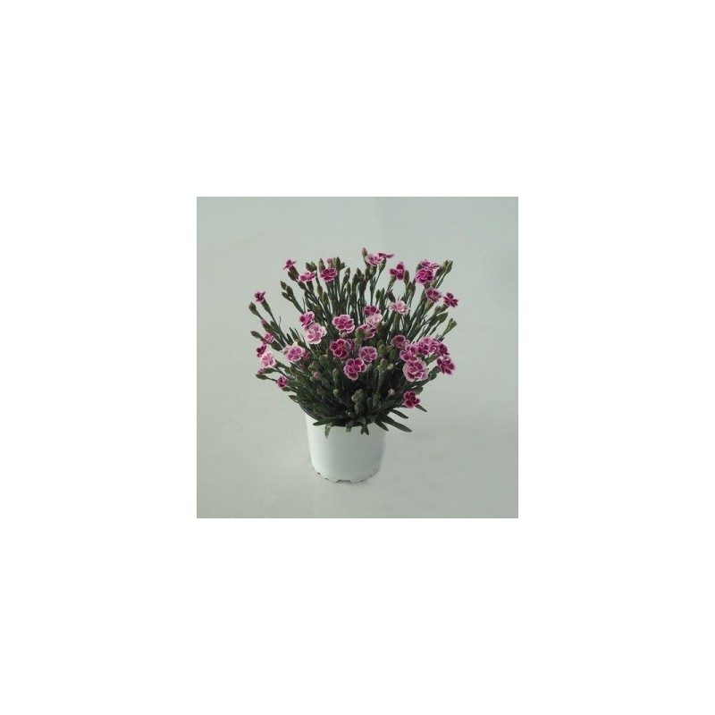 CLAVEL PINK KISS MACETA 10,5CM