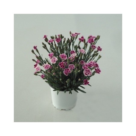 CLAVEL PINK KISS MACETA 10,5CM