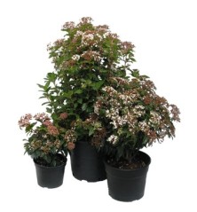 DURILLO MACETA 5L