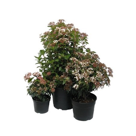 DURILLO MACETA 5L