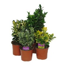 EVONIMO JAPONICA VERDE MACETA 20CM