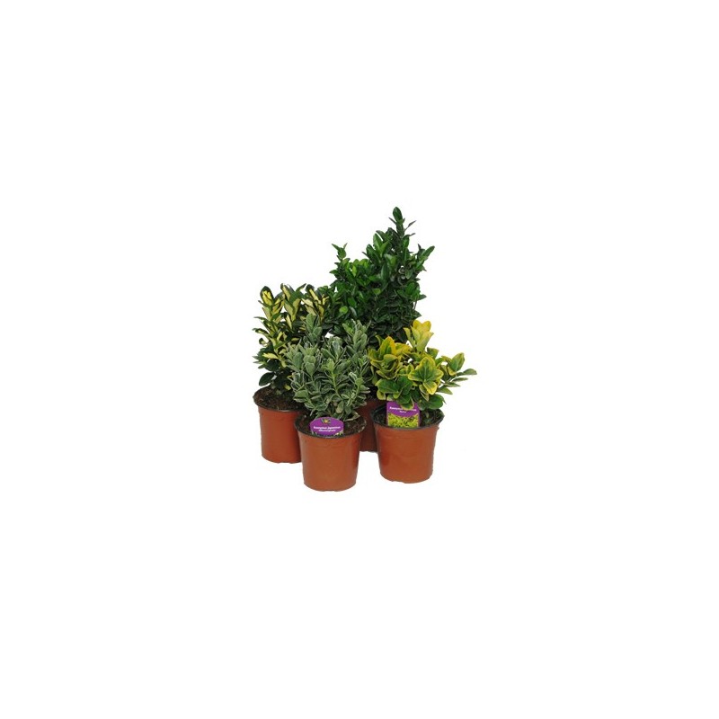 EVONIMO JAPONICA VERDE MACETA 20CM