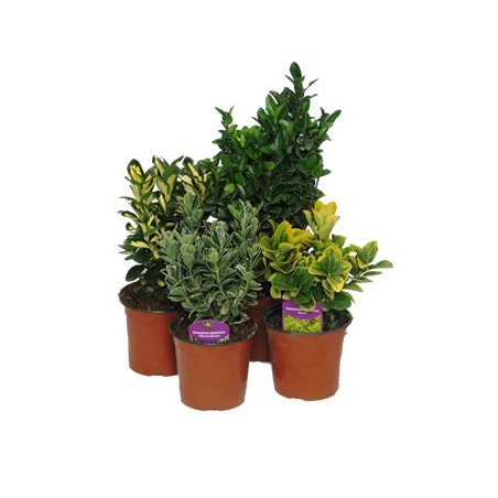 EVONIMO JAPONICA LUNA MACETA 17CM