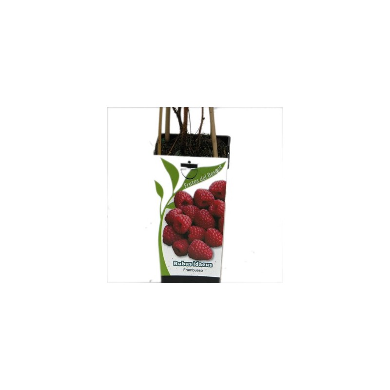 FRAMBUESA ROJA RUBUS IDAEUS 2L