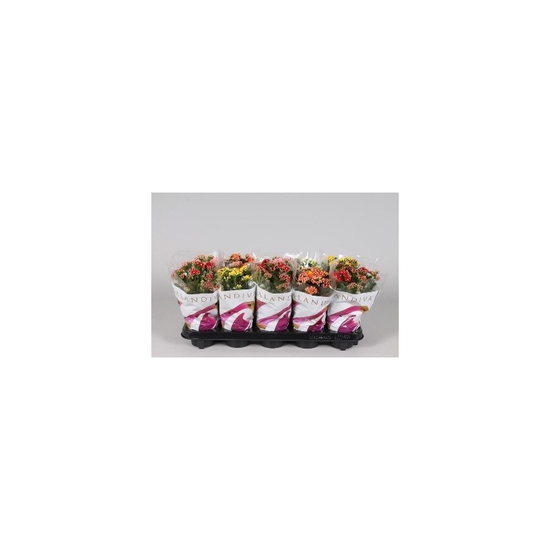 KALANCHOE BLOSSF. MACETA 11CM