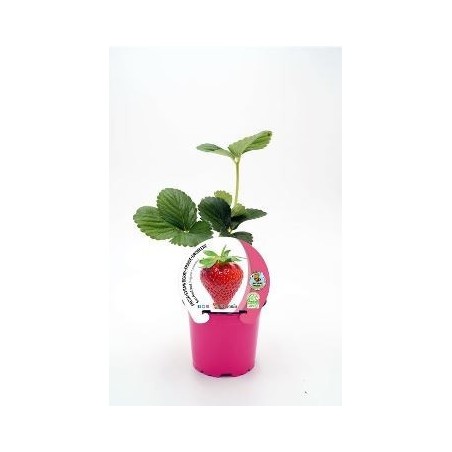 FRESA SAN ANDREAS PRODUCTO NATURAL MACETA 10.5CM