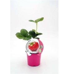 FRESA FRAMBERRY PRODUCTO NATURAL MACETA 10,5CM