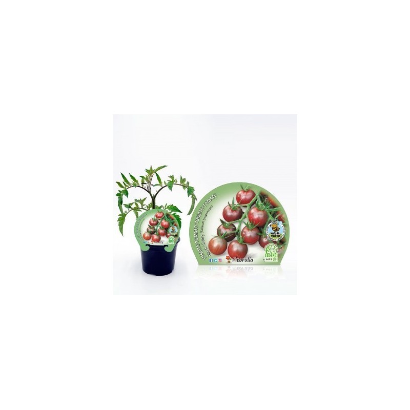 TOMATE BLACK CHERRY NATURAL MACETA 10,5CM